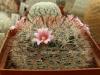 Mammillaria jaliscana L1050