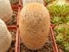 Mammillaria magallanii ML534