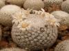 Mammillaria microthele SB34