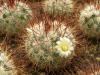 Mammillaria moelleriana
