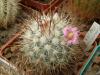 Mammillaria moelleriana Rog3A