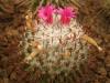 Mammillaria rhodantha