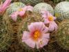 Mammillaria microcarpa v. auricarpa