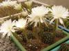 Echinopsis obrepanda