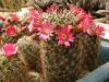 Mammillaria duoformis