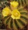 Notocactus schumannianus