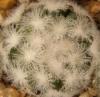 Mammillaria lasiacantha SB500