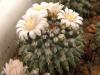 Mammillaria sempervivi