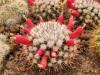 Mammillaria simplex