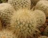 Mammillaria spinosissima