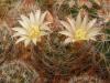 Mammillaria tezontle