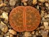 Lithops lesliei