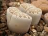 Lithops julii ssp fulleri