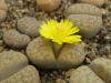 Lithops schwantesii v. urikosensis 'christinae'