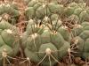 Gymnocalycium saglionis