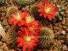 Rebutia fulviseta R319