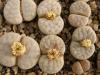 Lithops  gracilidelineata C262