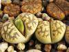 Lithops  karasmontana ssp bella