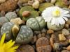 Lithops  marmorata