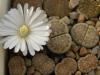 Lithops julii ssp fulleri v brunnea