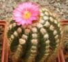 Notocactus horstii v. roseiflorus