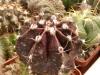 Gymnocalycium friedrichii cv Violet