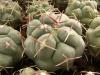 Thelocactus hexaedrophorus