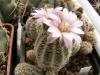 Gymnocalycium bruchii v niveum R727