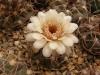 Gymnocalycium ferrarii