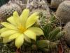 Mammillaria/Dolichothele longimamma