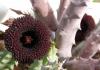 Huernia pendriformis