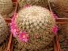 Mammillaria huitzilopochtli FO-13