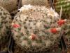 Mammillaria formosa MBF149