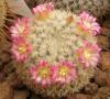 Mammillaria  dixanthocentron FO 230