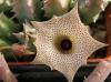 Huernia primulina