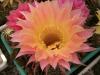 Echinopsis  hybr. F2 (3)