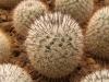 Mammillaria haageana