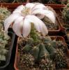 Gymnocalycium damsii v.  multiproliferum