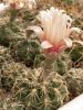 Gymnocalycium  altagraciense