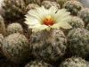 Coryphantha pallida SB568