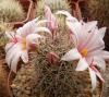 Mammillaria fraileana