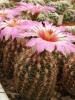 Thelocactus  bicolor  v. schwarzii