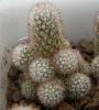 Mammillaria viperina FO-196