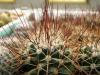 Mammillaria wagneriana L1073