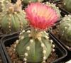 Astrophytum SENAS  сv pink fl