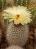 Notocactus scopa