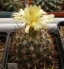 Coryphantha delaetiana L1230