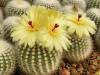 Notocactus scopa v. albispinum