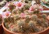 Mammillaria  thornberi