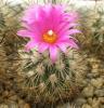 Gymnocactus viereckii